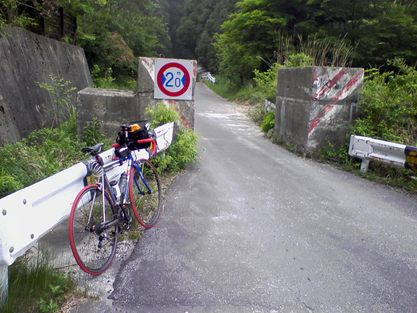 パナチタン 2008年6月旧石榑峠にて